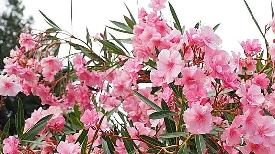Why are these pretty oleander shrubs so common on motorways and dual carriageways in Spain?