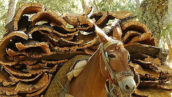 Bumper cork harvest expected to boost town hall coffers in Ronda by around 600,000 euros