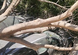 Lucky escape as tree topples in Benalmádena, crushing four vehicles