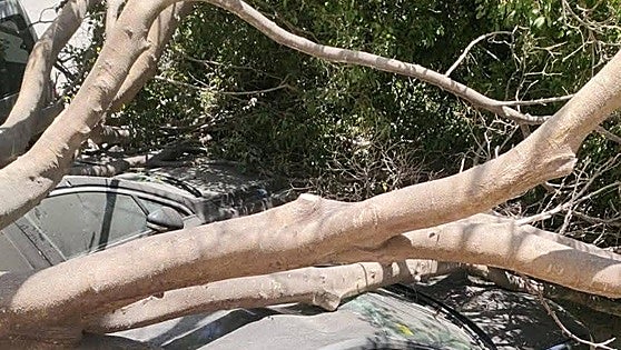 Lucky escape as tree topples in Benalmádena, crushing four vehicles