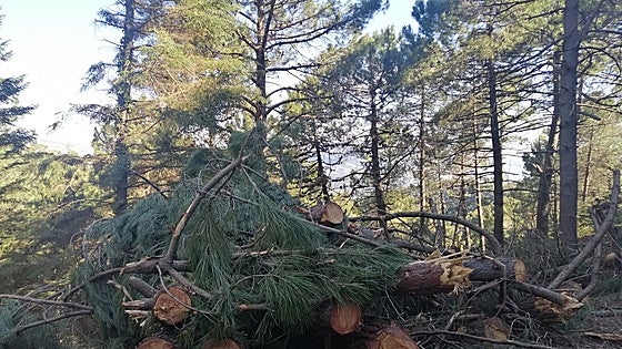 Sprucing up of publicly-owned forests in Malaga's Sierra de las Nieves generates 562 tonnes of fuel for biomass boilers