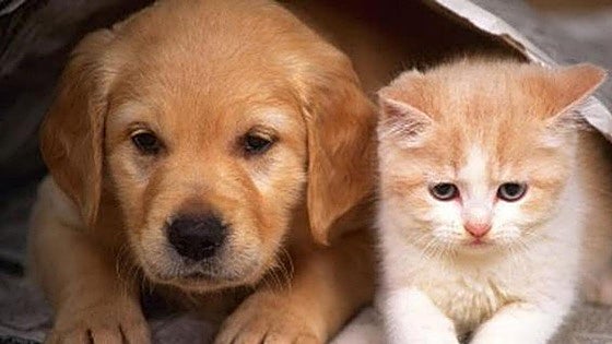 Veterinary medicine for dogs, cats and horses recalled due to packaging defect