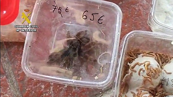Couple arrested in southern Spain after trying to take backpack containing snakes, lizards and spiders on ferry