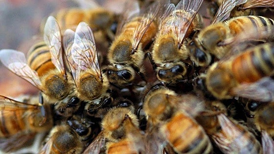 63-year-old man dies after being stung by bees in Spain