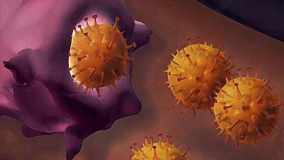 The sweetener used in Spain that reduces effectiveness of certain cancer treatments