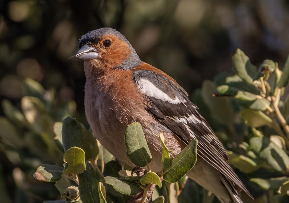 Common chaffinch.