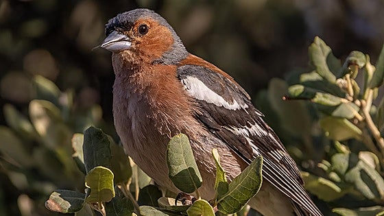 Chaffinch