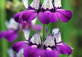 Collinsia hetrophylla.
