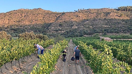 More than 2,000 people needed for grape harvest campaign in Spain
