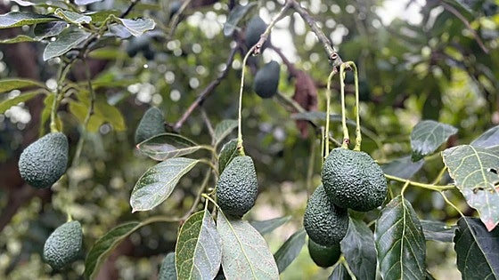 Is avocado farming sucking a popular river dry in the Serranía de Ronda?