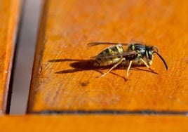 A wasp.