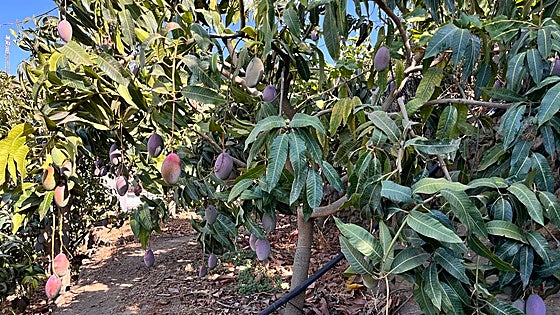 Central government makes a move to boost avocado and mango production and consumption in Spain