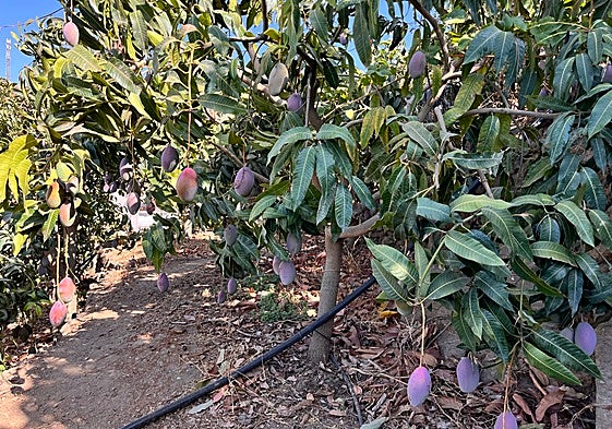 Mango farm in the Axarquía.