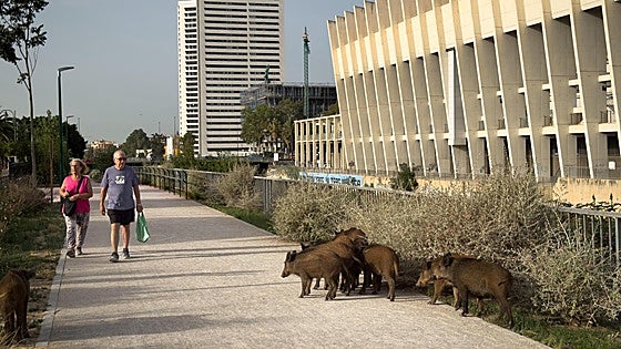 This is the moment a herd of wild boar trotted along to Malaga city centre football stadium