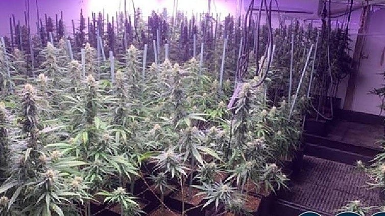 Endesa detects almost 100 electricity fraud cases per day in Andalucía, most for illegal marijuana plantations