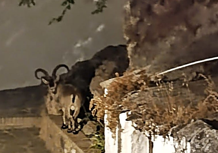 Image of the animal in the area of Cueva Millón in Canillas de Aceituno.