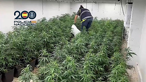 Gang that sent marijuana to Ireland in animal feed sacks smashed: 14 arrested and ten properties searched in Malaga province