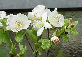 Eucryphia glutinosa.