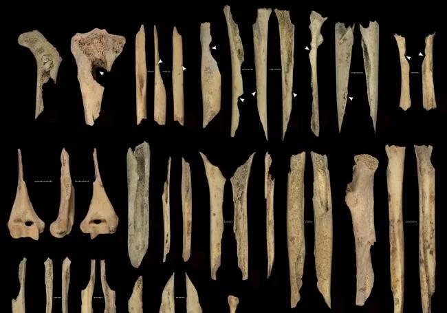 Cannibalized limb fragments.