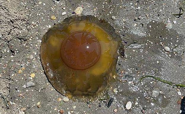 Archive image of a 'fried egg' jellyfish.