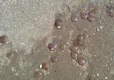 Here's why there are jellyfish in the Costa del Sol's waters this August