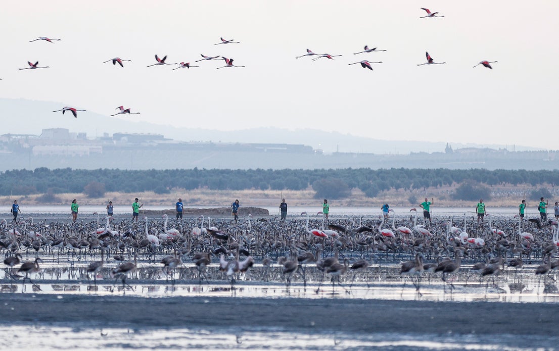 Flamingo ringing returns to Fuente de Piedra after years of drought