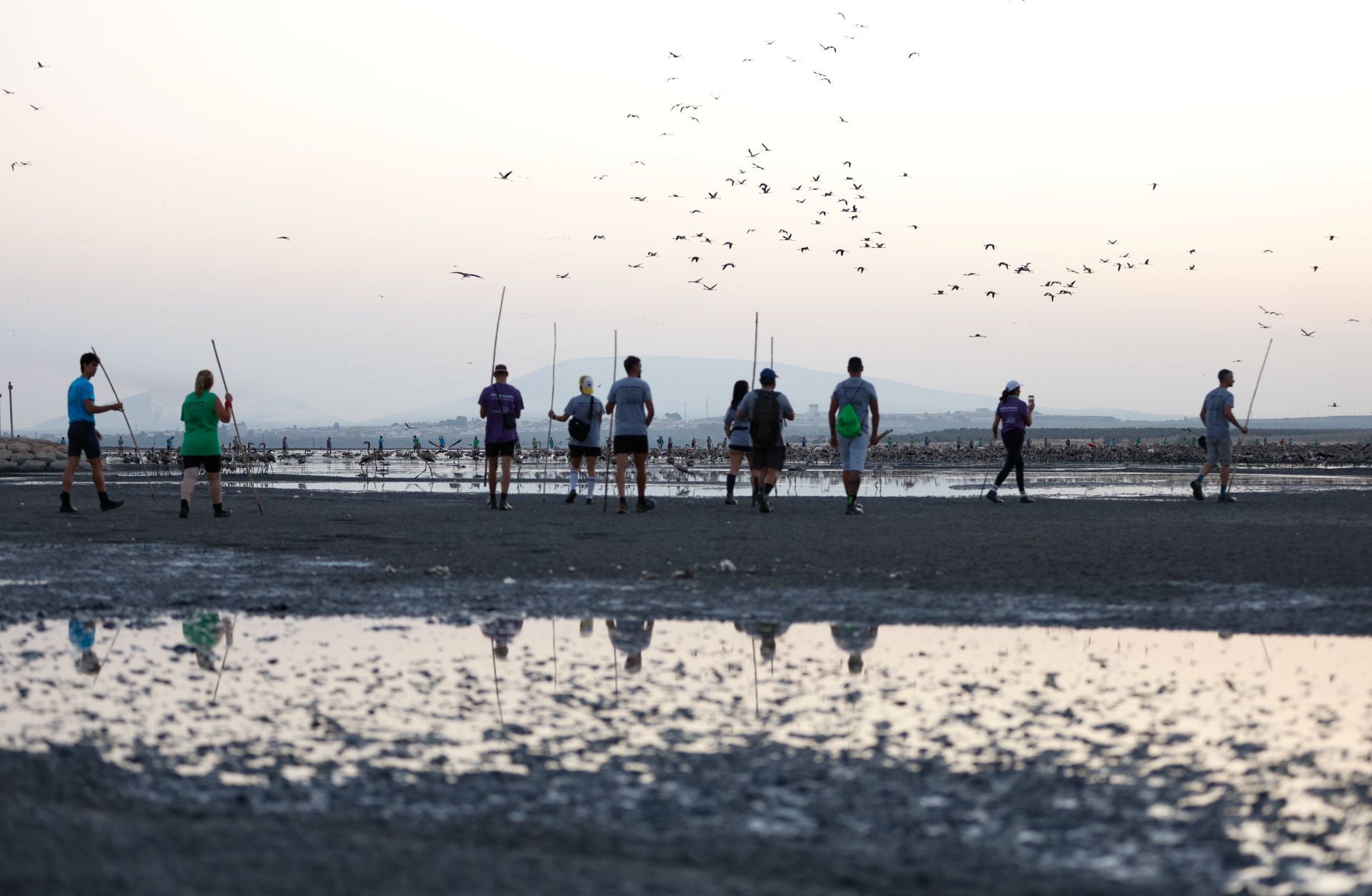 Flamingo ringing returns to Fuente de Piedra after years of drought
