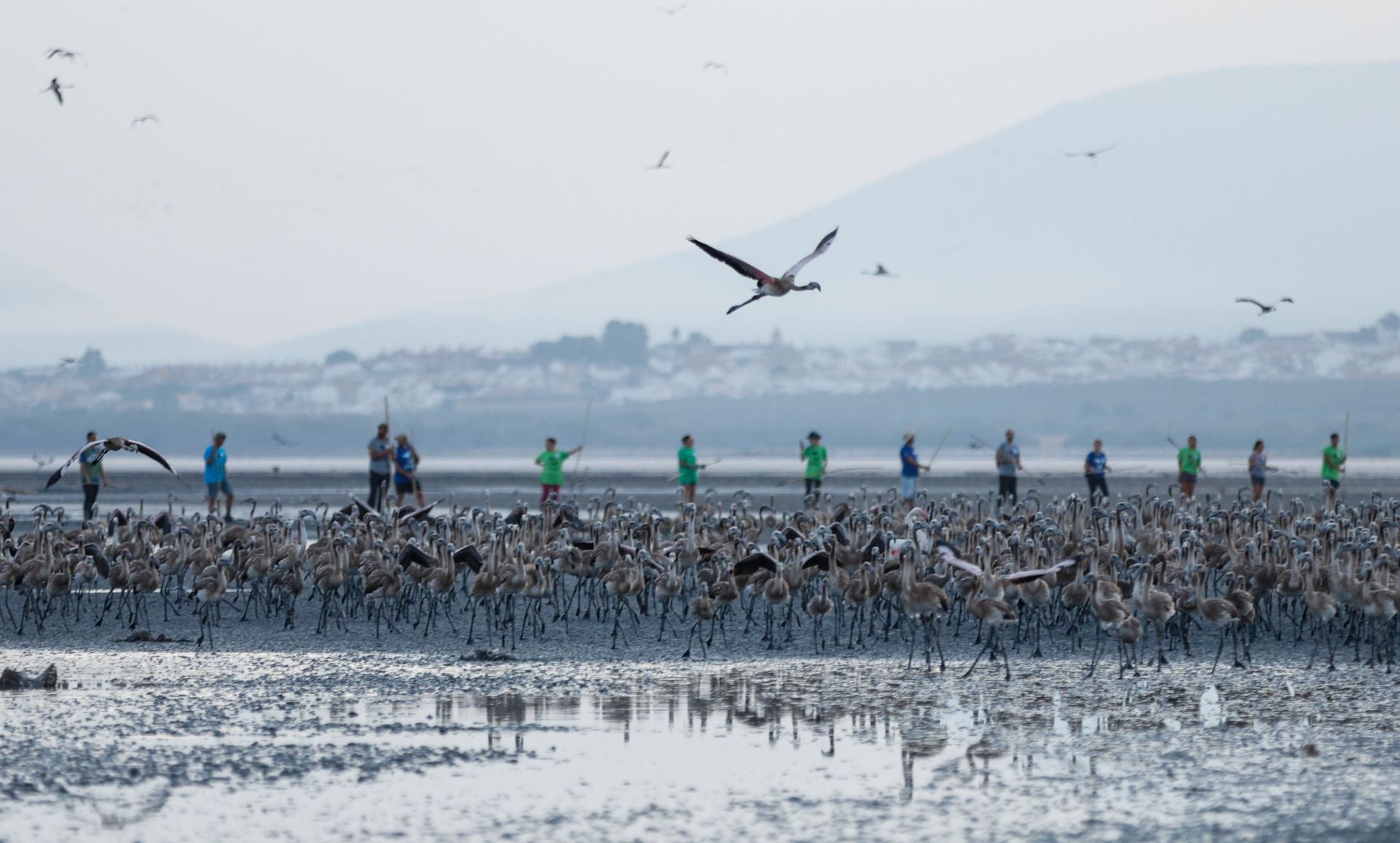 Flamingo ringing returns to Fuente de Piedra after years of drought