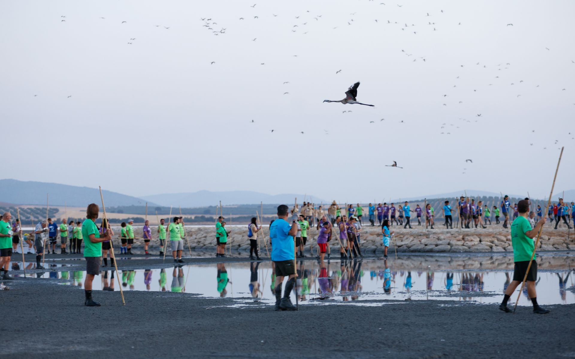 Flamingo ringing returns to Fuente de Piedra after years of drought