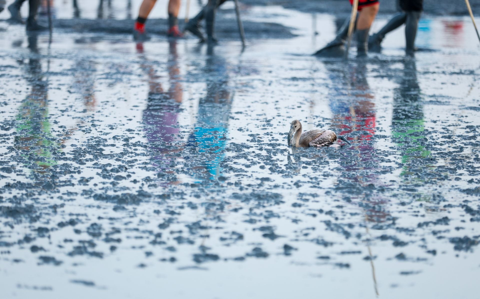 Flamingo ringing returns to Fuente de Piedra after years of drought