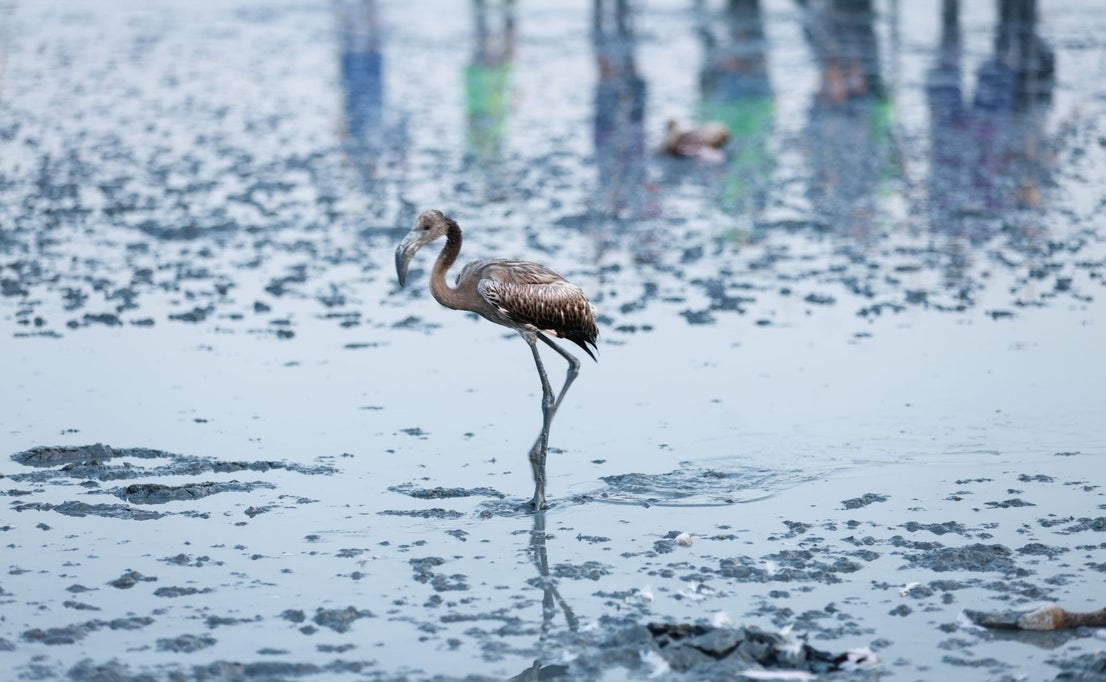 Flamingo ringing returns to Fuente de Piedra after years of drought