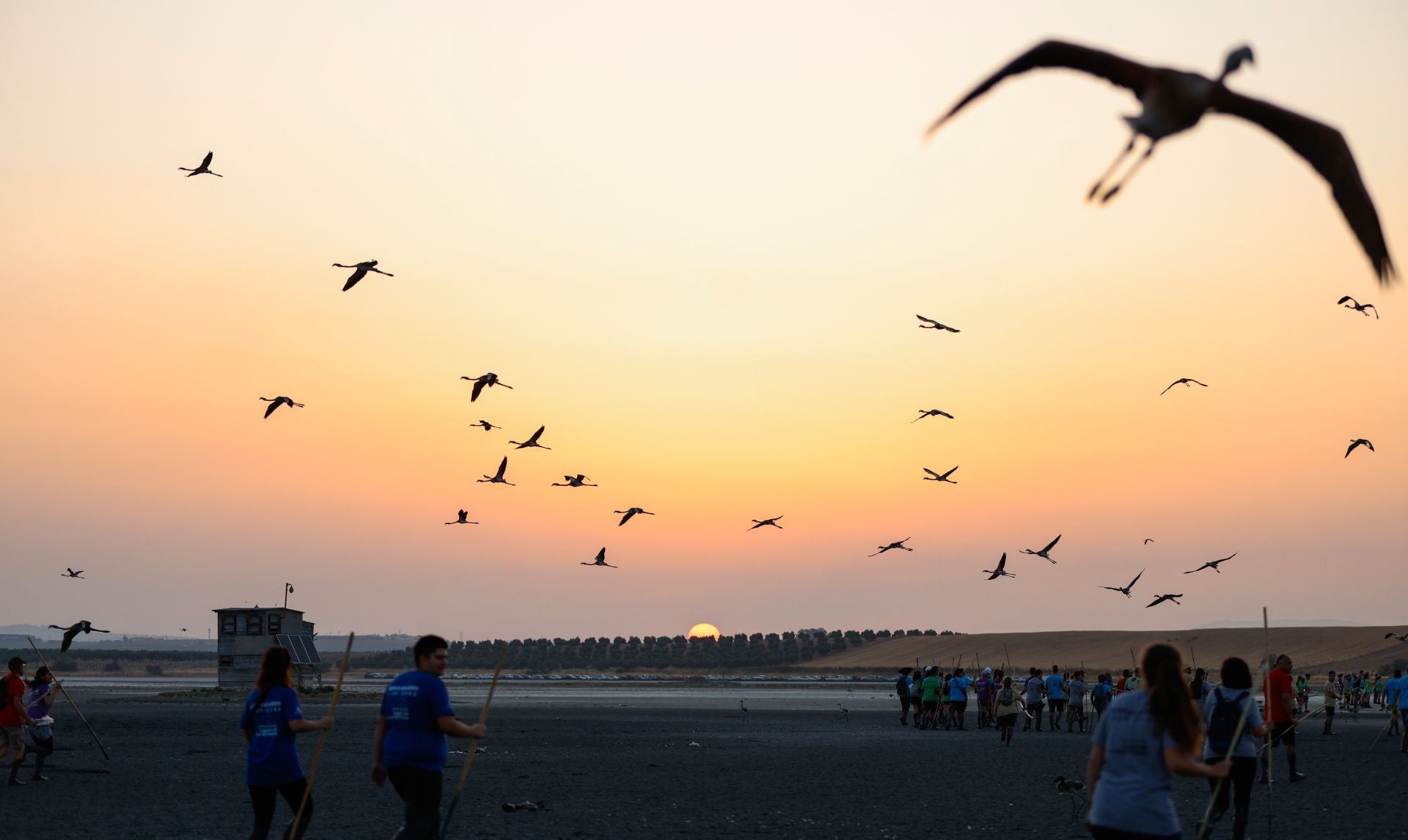 Flamingo ringing returns to Fuente de Piedra after years of drought