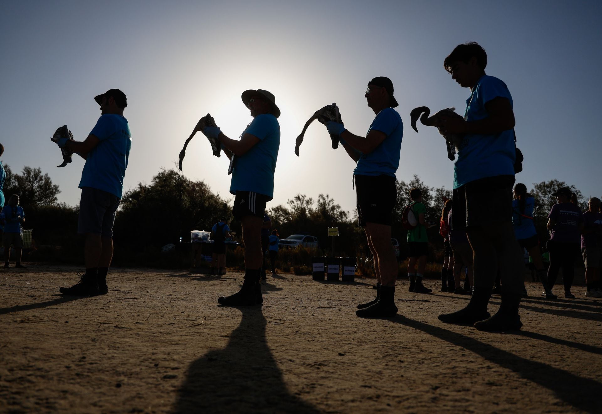 Flamingo ringing returns to Fuente de Piedra after years of drought
