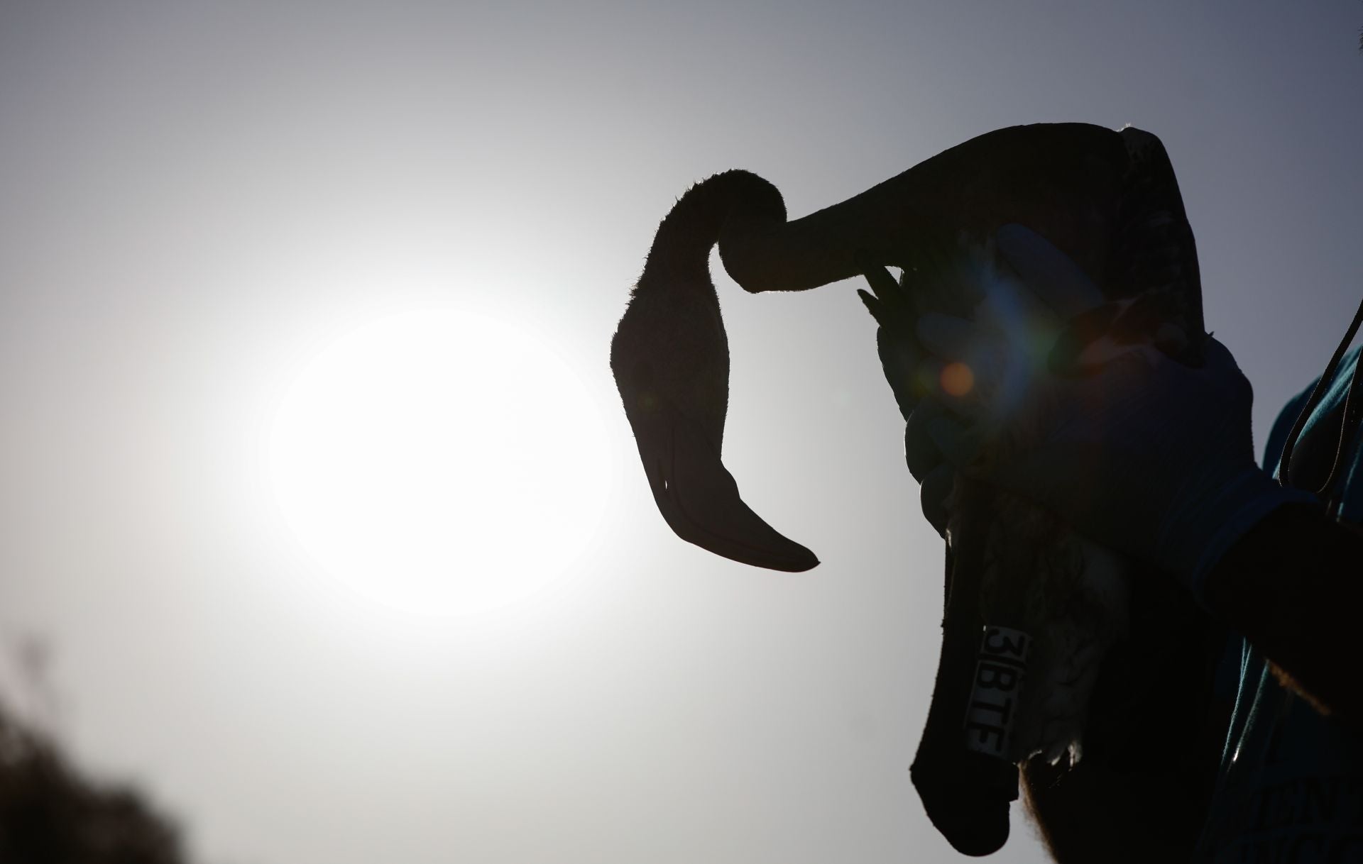 Flamingo ringing returns to Fuente de Piedra after years of drought