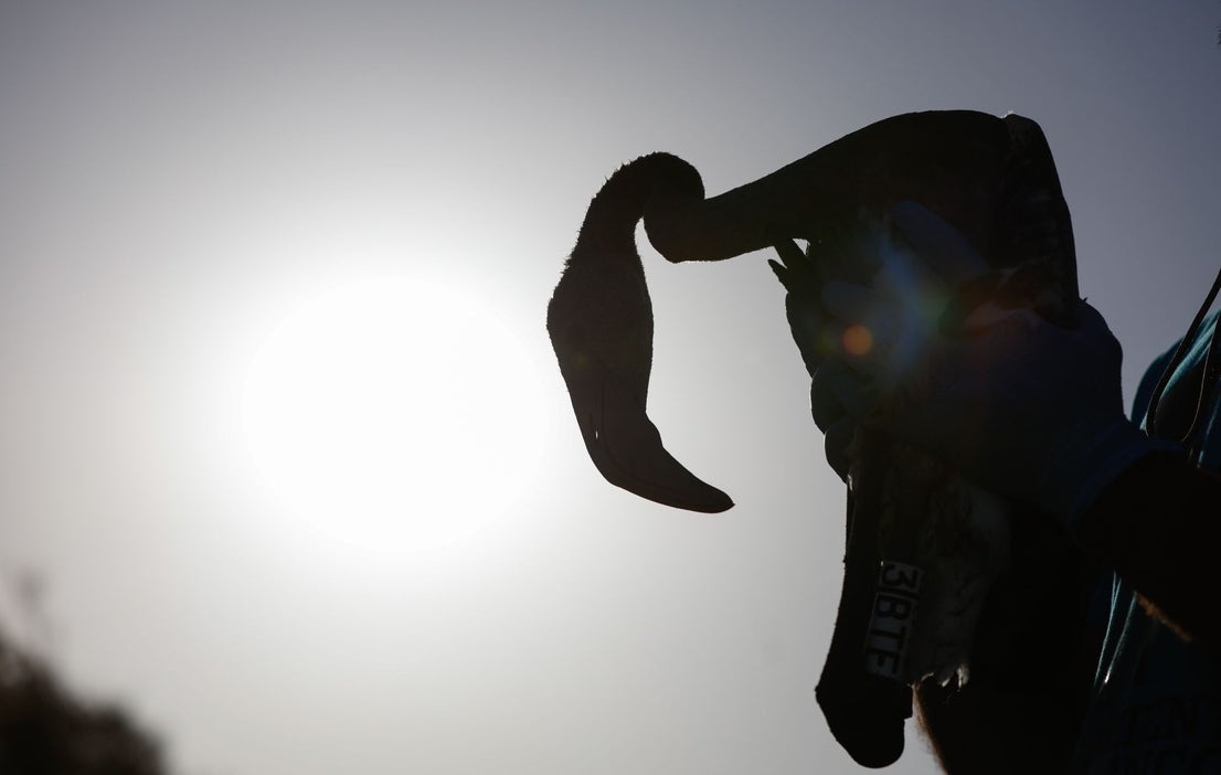 Flamingo ringing returns to Fuente de Piedra after years of drought
