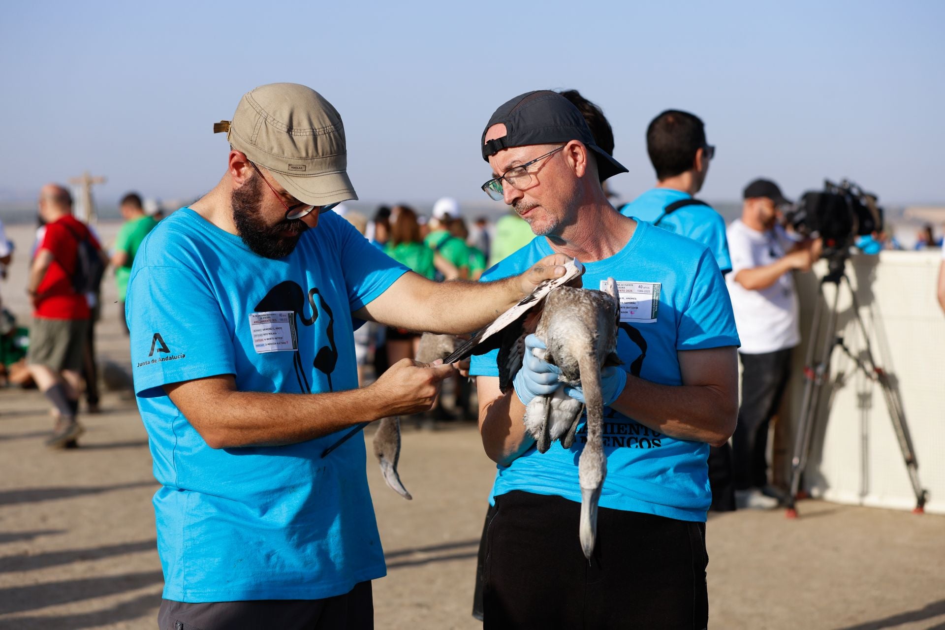 Flamingo ringing returns to Fuente de Piedra after years of drought