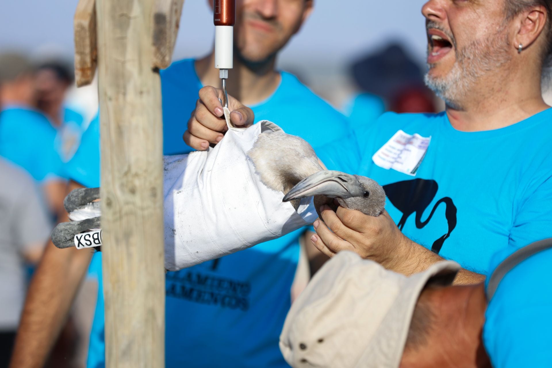 Flamingo ringing returns to Fuente de Piedra after years of drought