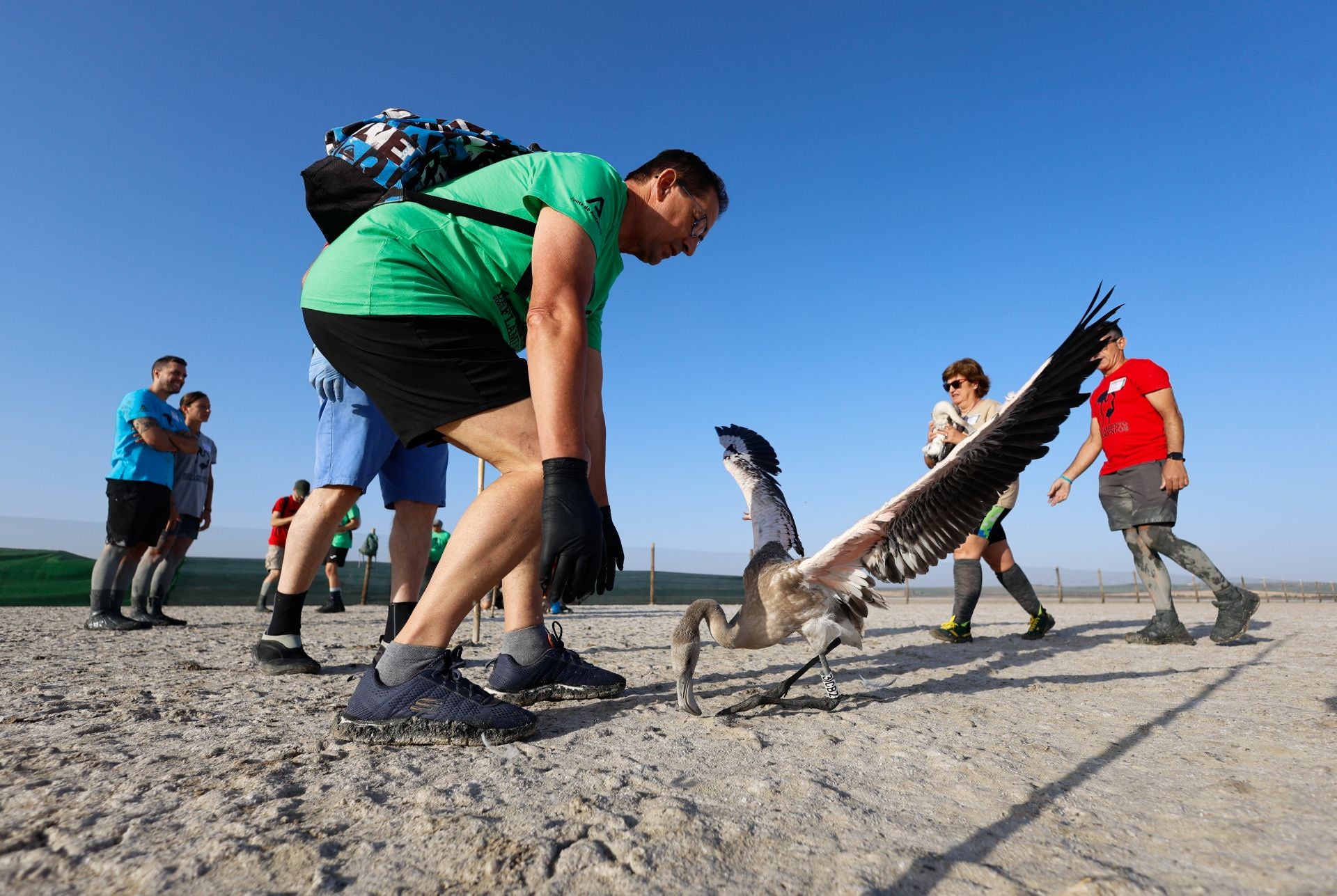 Flamingo ringing returns to Fuente de Piedra after years of drought