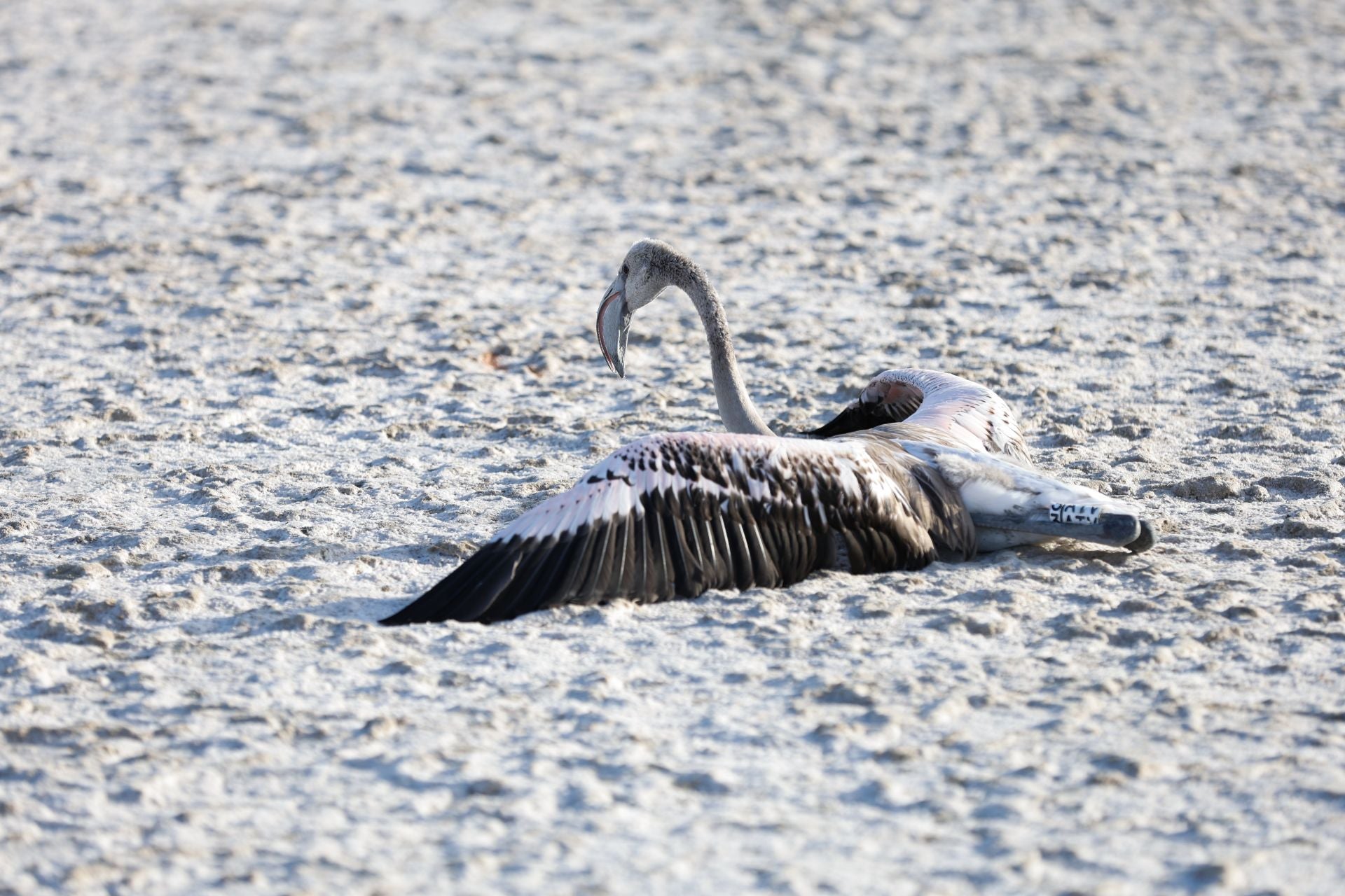 Flamingo ringing returns to Fuente de Piedra after years of drought