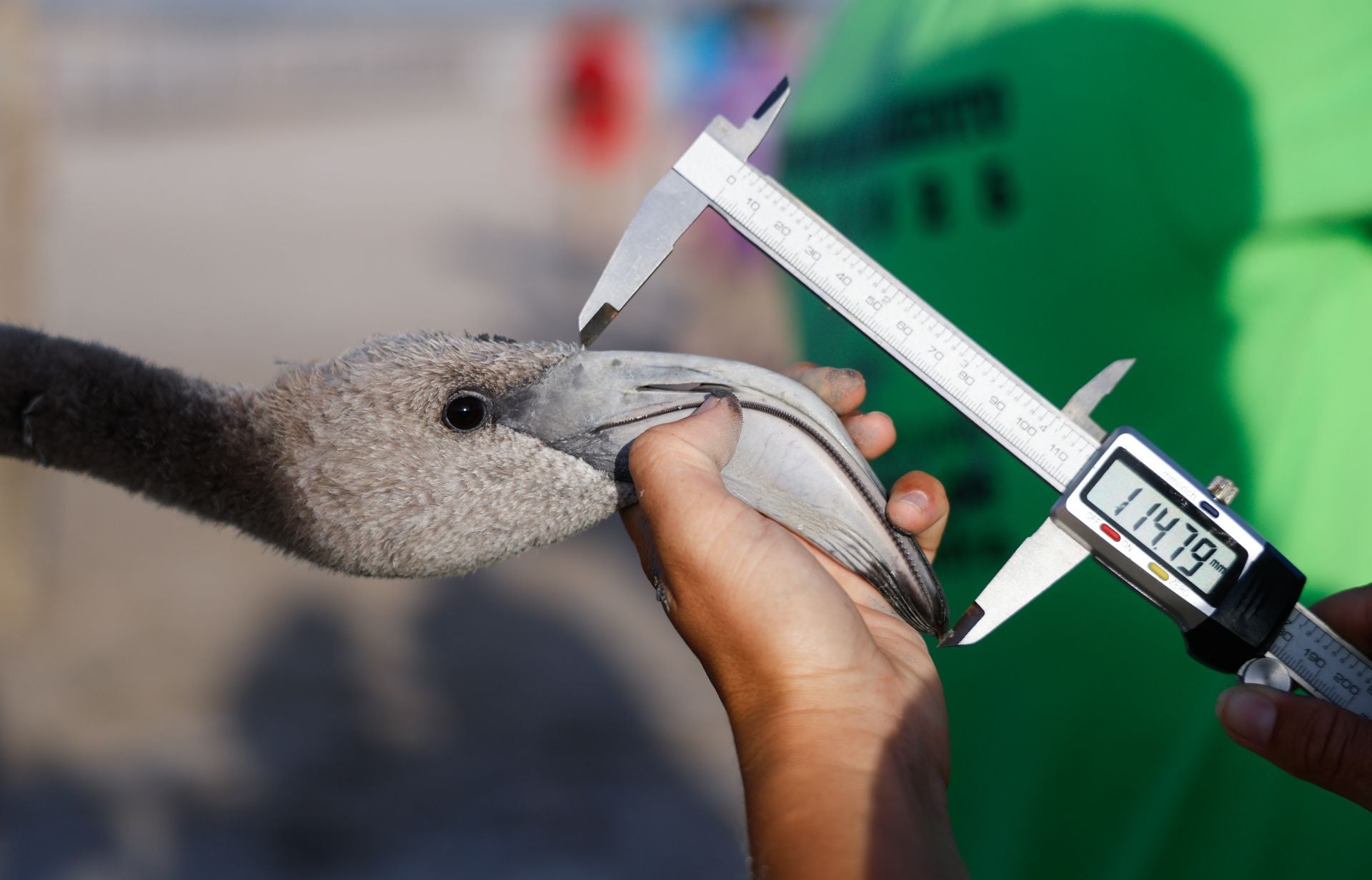 Flamingo ringing returns to Fuente de Piedra after years of drought