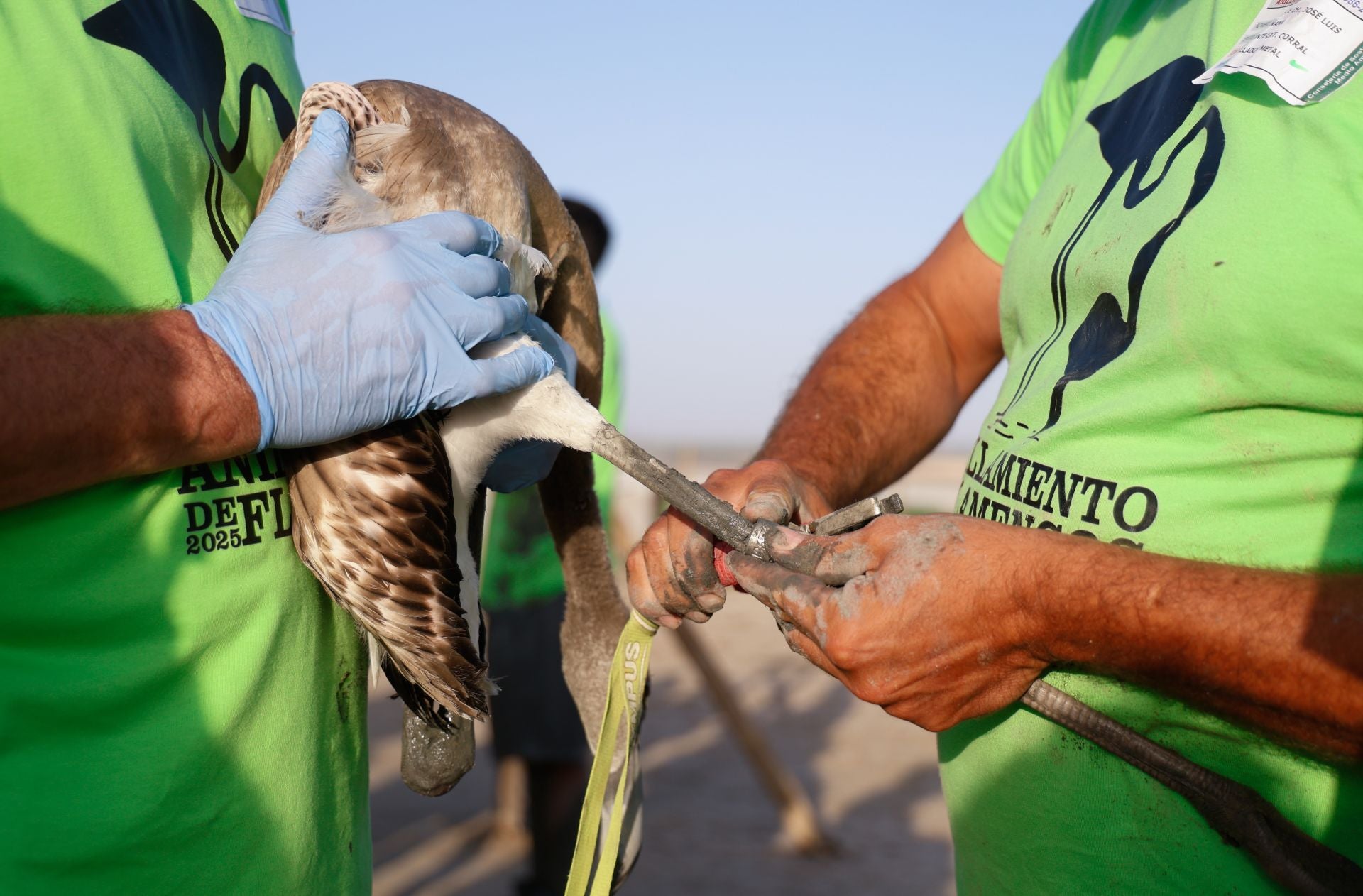 Flamingo ringing returns to Fuente de Piedra after years of drought