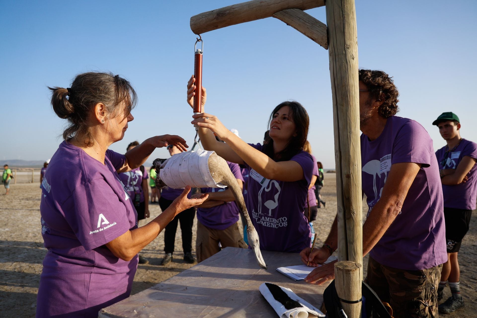Flamingo ringing returns to Fuente de Piedra after years of drought