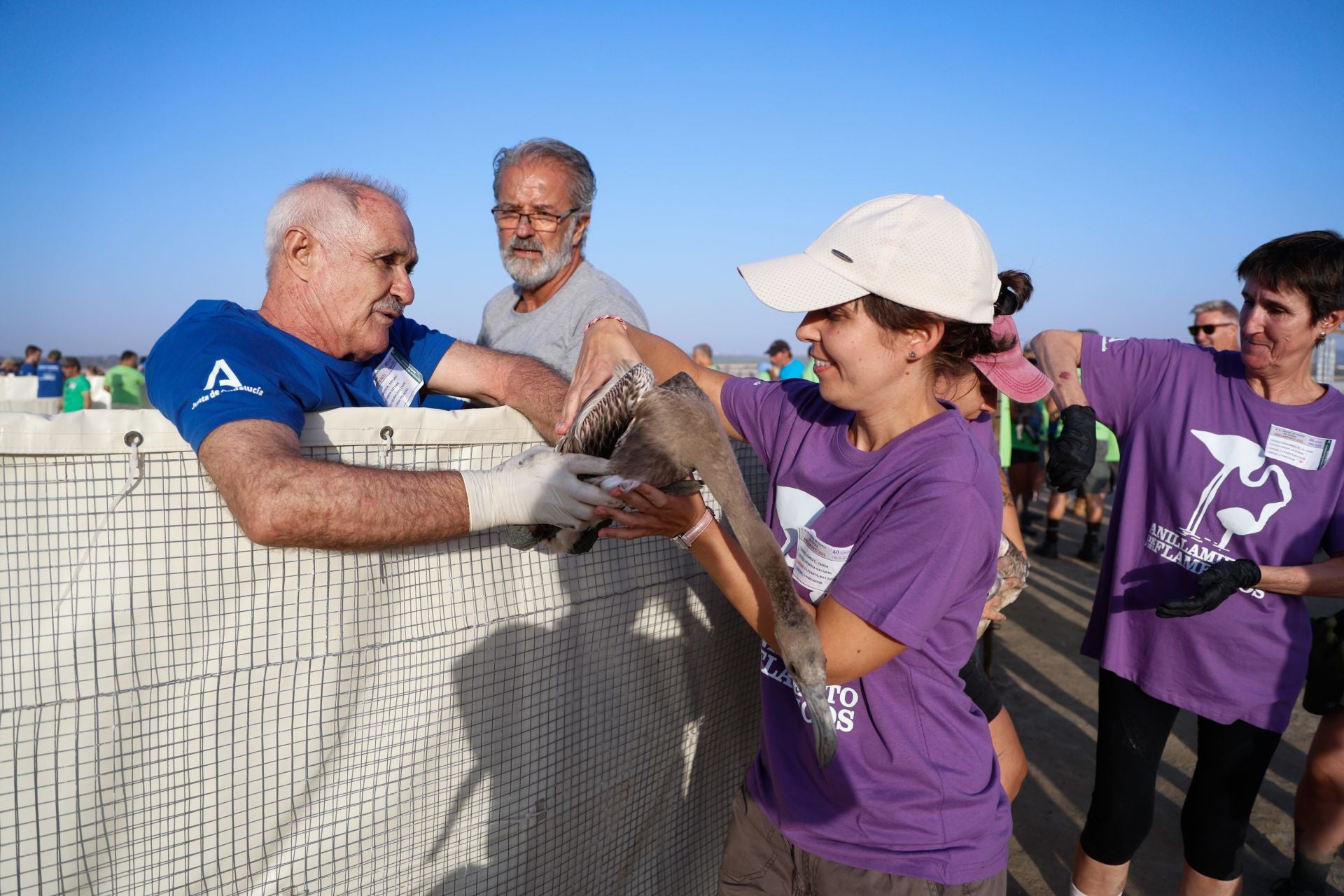 Flamingo ringing returns to Fuente de Piedra after years of drought