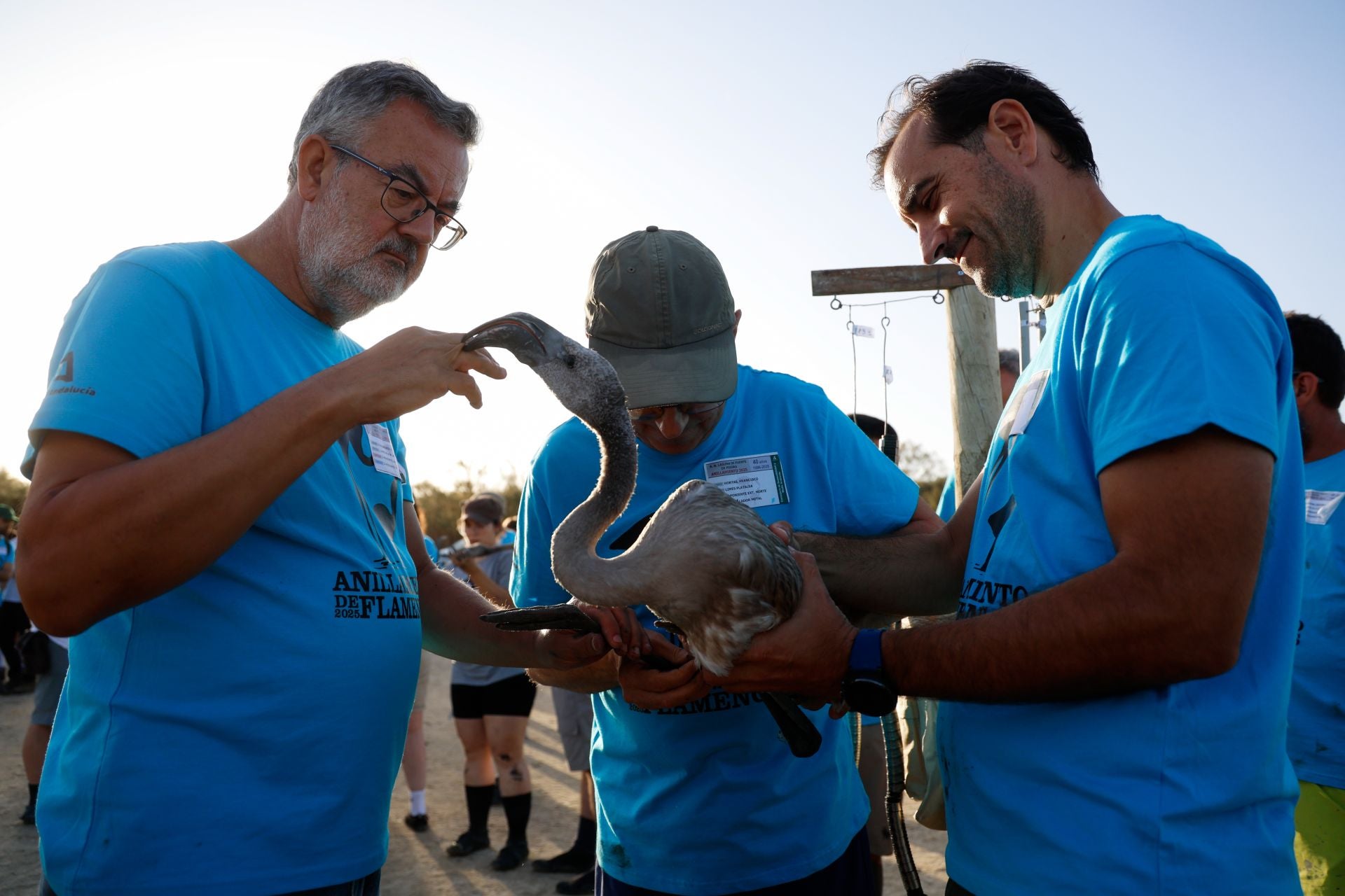 Flamingo ringing returns to Fuente de Piedra after years of drought