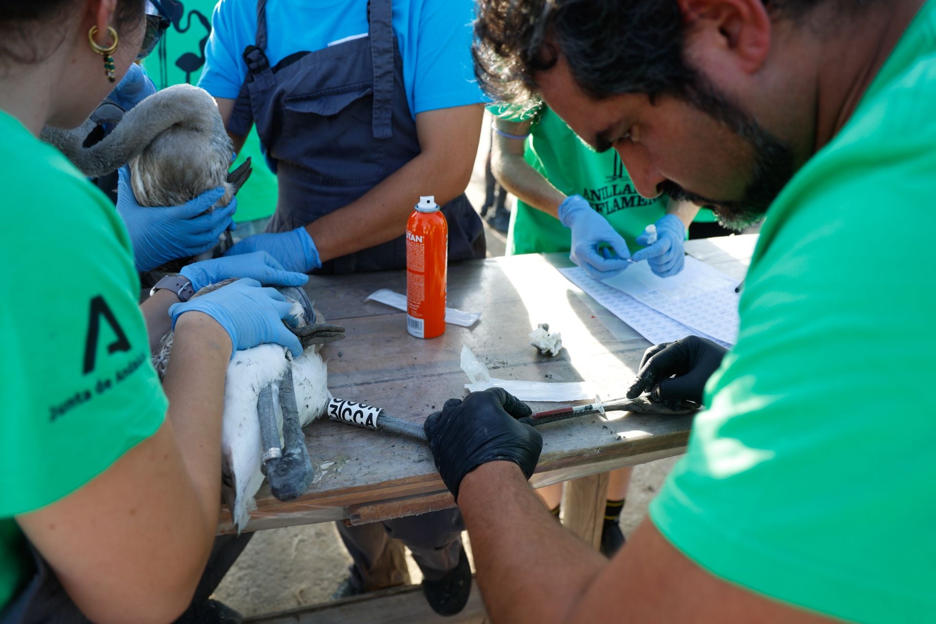 Flamingo ringing returns to Fuente de Piedra after years of drought