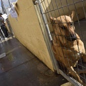 The company must have an animal health centre with at least ten kennels.