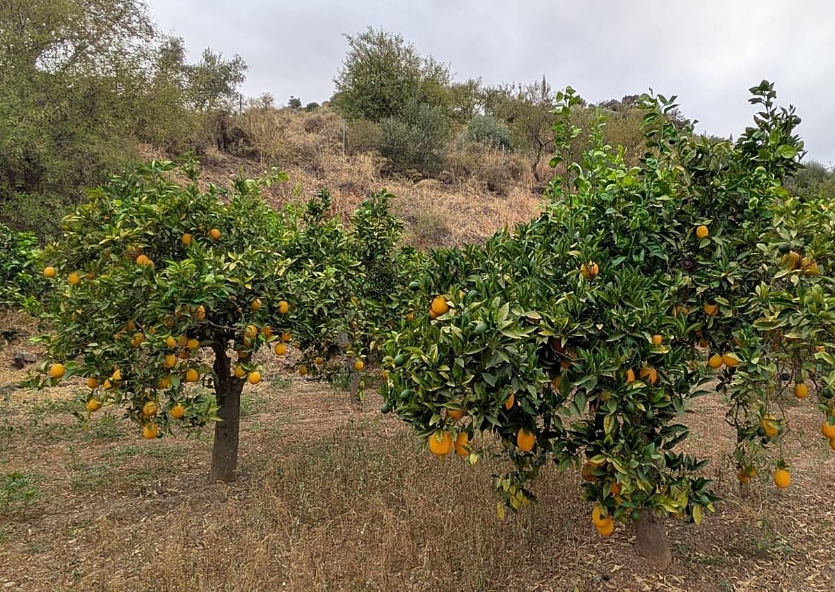 Imagen secundaria 1 - The Malaga town where oranges grow in August