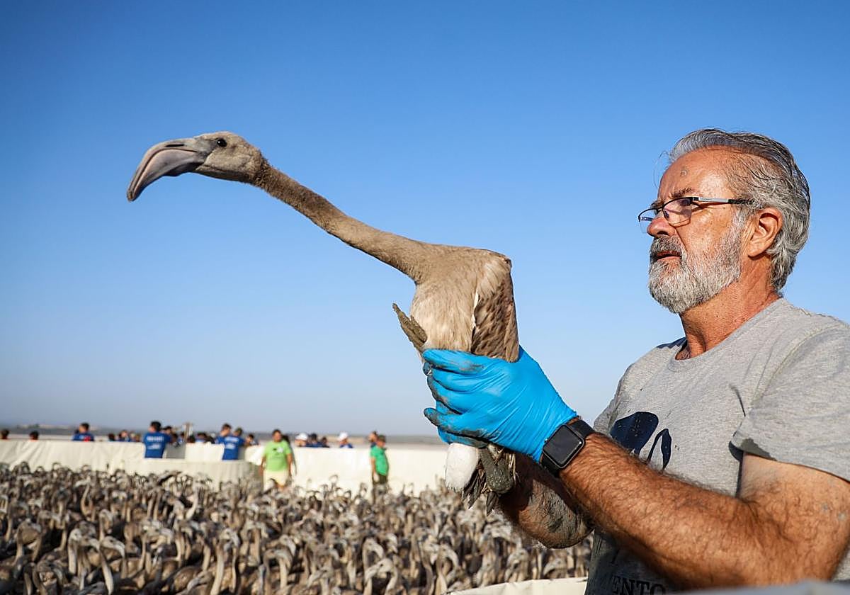 Flamingo ringing returns to Fuente de Piedra after years of drought
