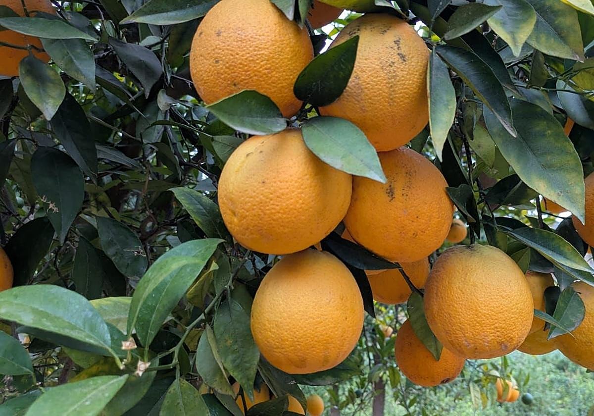 The Malaga town where oranges grow in August
