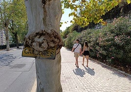 The 'sign-eating' tree on Camino Nuevo in Malaga.
